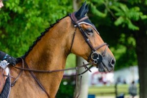 charter-jet-upperville-horse